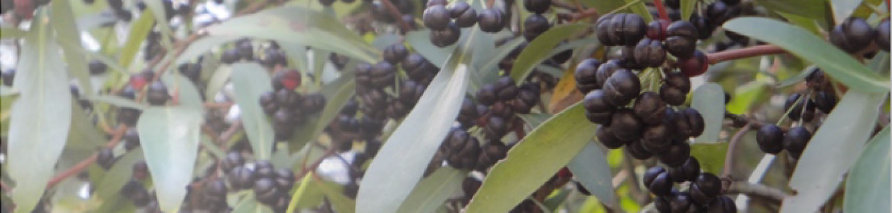 Tasmanischer Bergpfeffer - Beeren