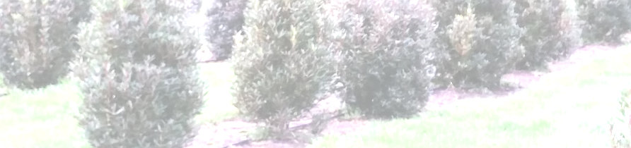 Tasmanischer Bergpfeffer Bume wachsen auf Bronzewing Farm